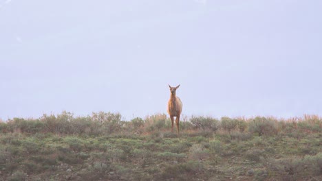 alce comiendo artemisa y levantando la cabeza en el parque nacional grand tetons en wyoming