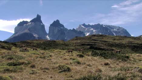 una manada de guanacos comiendo frente a las torres del paine en patagonia, chile