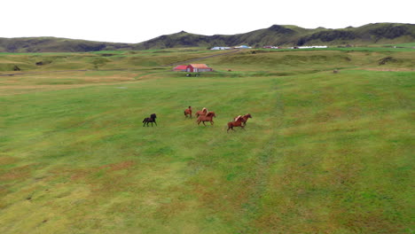 Aerial:-A-herd-of-horses-running-on-a-green-valley