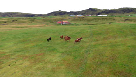 aerial: a herd of horses running on a green valley