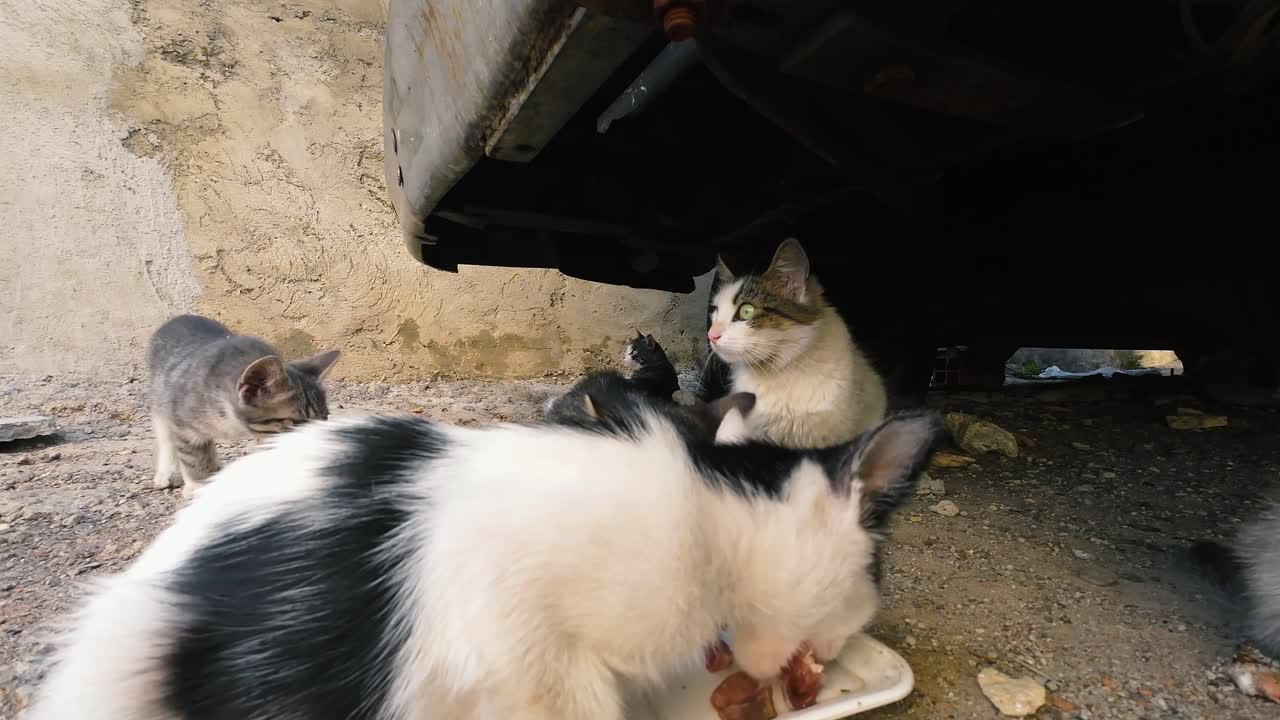 Several hungry stray cats, including kittens, are eating food from a tray under car