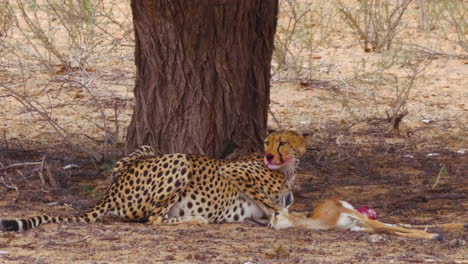 A-cheetah-enjoying-a-meal-from-the-meat-of-a-fresh-kill---close-up