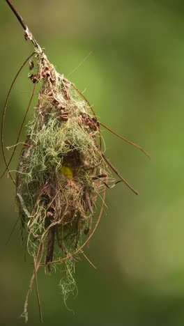 the-baby-Brown-throated-sunbird-peeked-out-of-the-nest-amd-then-his-father-came-to-visit-for-a-moment