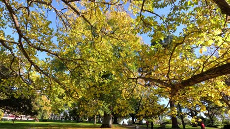 sunny day with trees and park bench