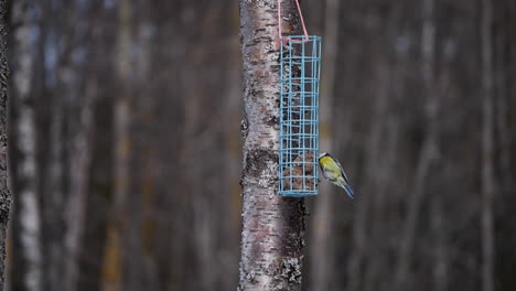 pájaro tit azul euroasiático comiendo del alimentador en el área forestal, vista estática de cámara lenta