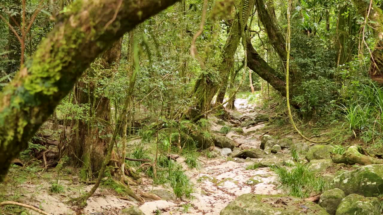 A serene forest path in the Daintree Rainforest, showcasing dense greenery and a rocky stream under soft, natural light