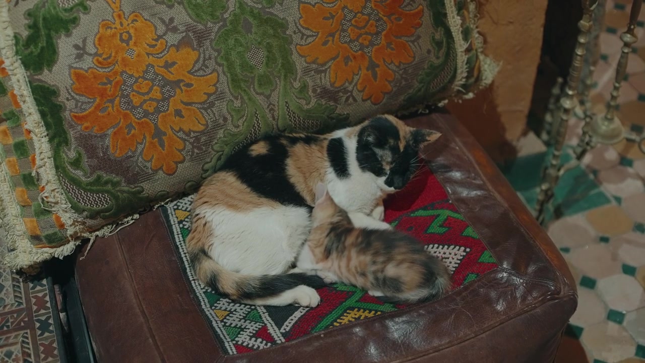 Gatta madre calico sdraiata con il gattino che allatta su un pouf tradizionale marocchino in pelle, circondata da tessuti decorati e piastrelle