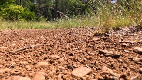 ants moving items across the ground together