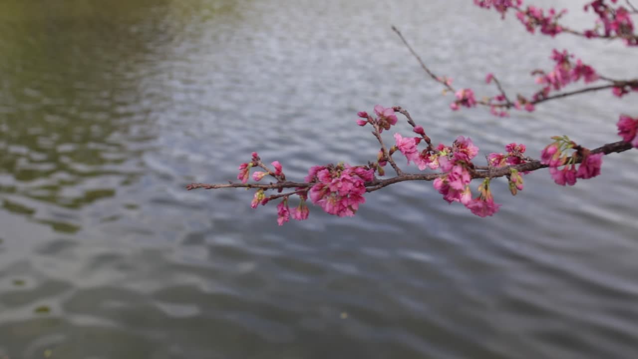 Close up of cherry blossoms leaning over river in Brazil
