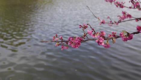close up of cherry blossoms leaning over river in brazil