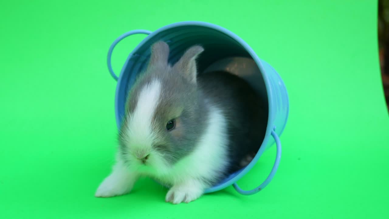 baby cute rabbit or new born adorable bunny on green screen  background.