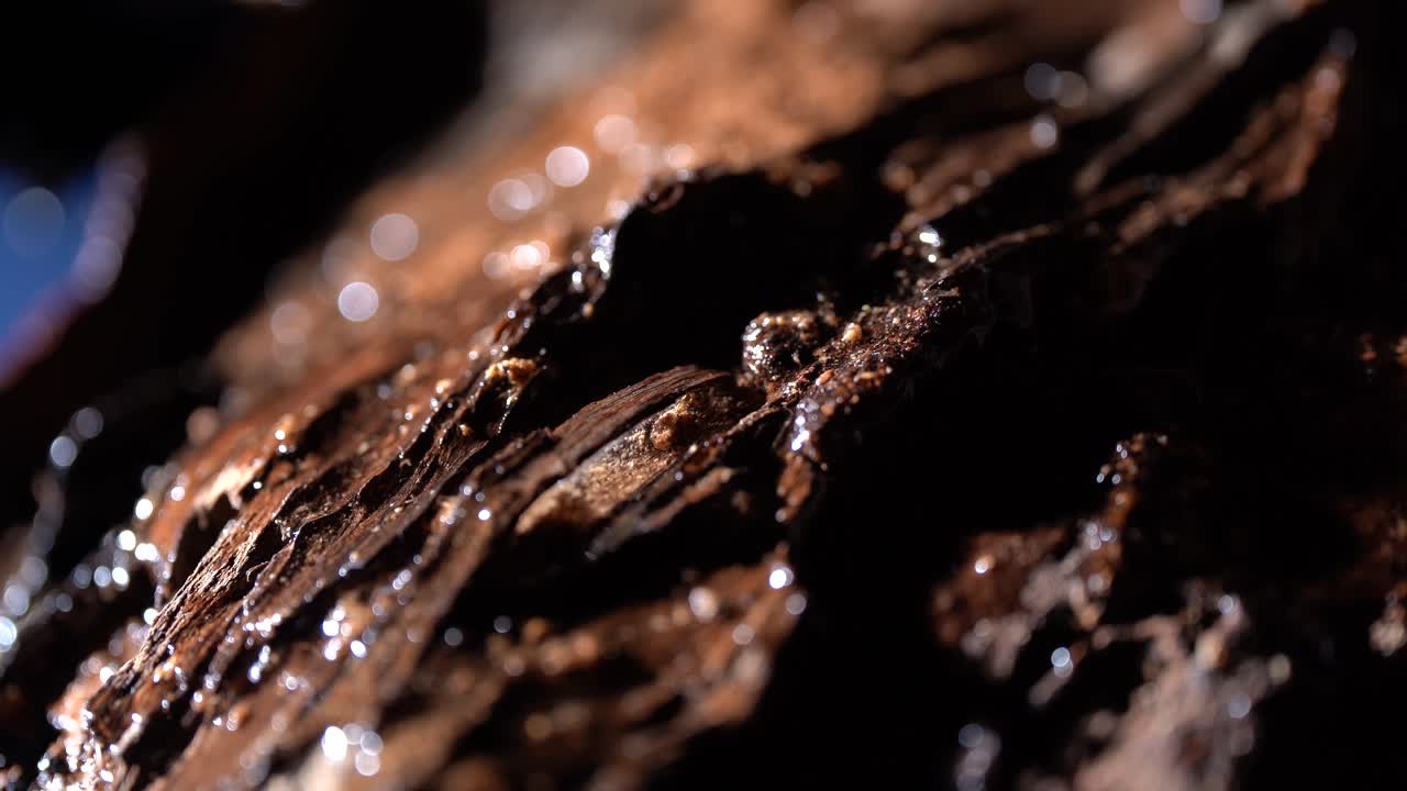 Close Up Shot Of Natural Weathered And Textured Wood In A Wet Landscape With Water Droplets Falling.