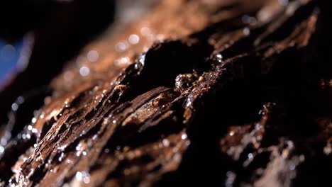 close up shot of natural weathered and textured wood in a wet landscape with water droplets falling.