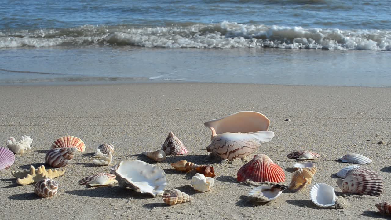 Cockleshells on sand, the beach. Shooting on the beach