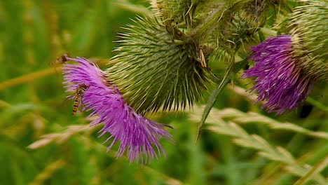 Two-hover-flies-collins-nectar-from-the-flower-of-a-creeping-thistle-on-a-grass-verge-of-a-country-lane-in-the-village-of-Teigh-near-to-Oakham,-Rutland,-England,-UK