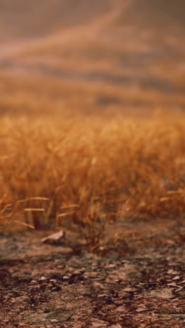 a golden field at sunset