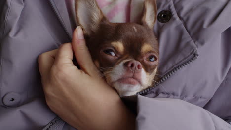 woman holding a chihuahua puppy in her arms