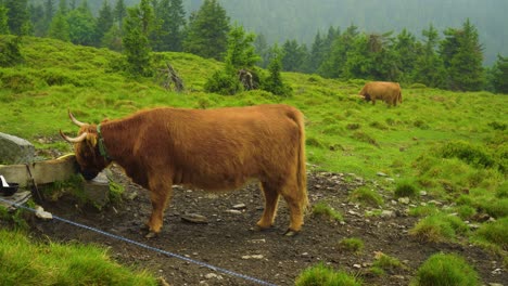 A-large-brown-cow-stands-and-drinks-in-a-lush-grassy-field-mountain-surrounded-by-trees-and-hills-highlighting-its-thick-fur-coat-Its-horns-are-visible-from-this-angle-curving-up-towards-the-sky