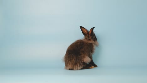 pequeño conejo negro dar la vuelta y subir y luego caer en la pantalla azul