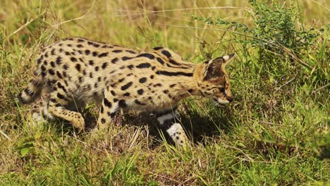 serval hunting in luscious grasslands for small prey, pouncing and jumping, national reserve in kenya, africa safari animals in masai mara north conservancy