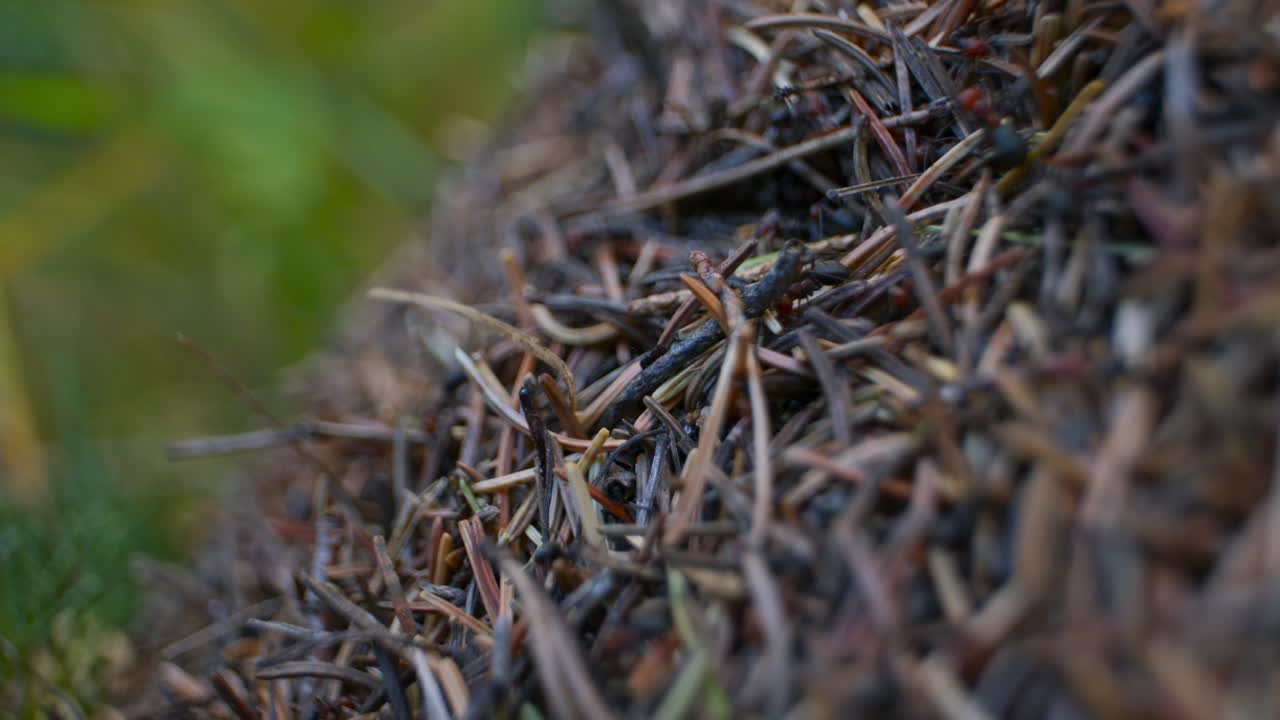 개미집 옆 클로즈업 랙 포커스