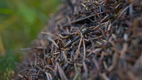 Anthill-side-close-up-rack-focus