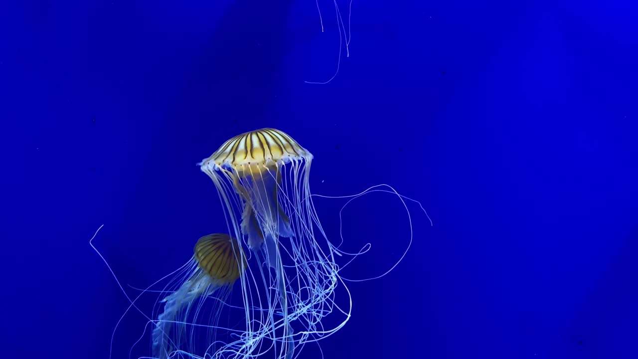 hermosas medusas de ortiga del mar atlántico nadan bajo el agua en un tanque en el acuario de georgia en atlanta