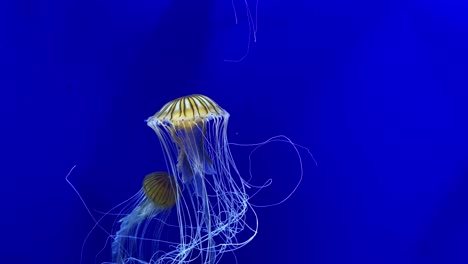 beautiful atlantic sea nettle jellyfish swim underwater in a tank at the georgia aquarium in atlanta