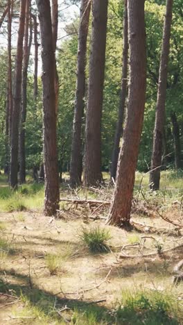 camino del bosque de pinos