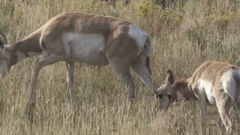 Pronghorn-Hirschkuh-Und-Kalb,-Die-Im-Yellowstone-nationalpark,-Usa-Weiden-Lassen-Und-Grasen