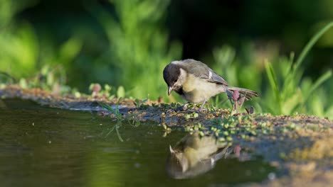 a great tit (parus major) drinks from a natural spring, with its colorful body beautifully reflected in the still water below