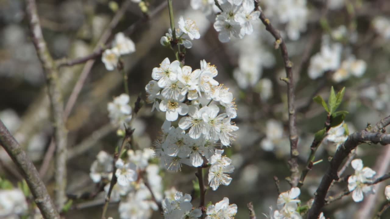Fiori di prugno all'inizio della primavera. Regno Unito