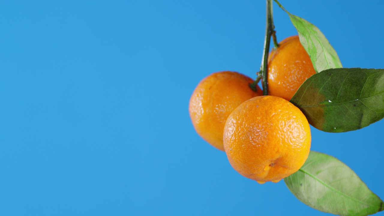 con ramas con mandarinas maduras goteando gotas de agua.