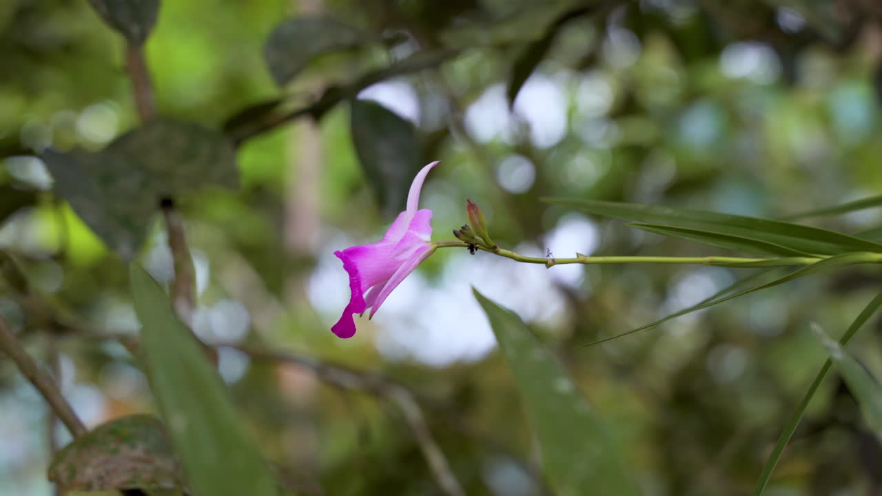 toma cinematográfica de 4k de flor de orquídea de color rosa púrpura cerca de la cascada del diablo en ecuador - orquídeas