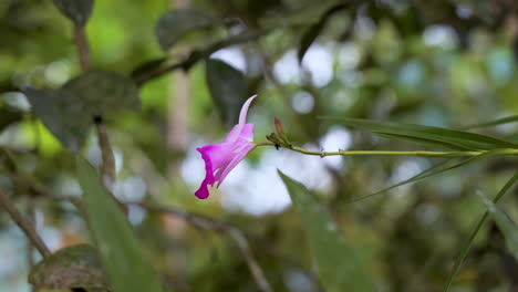 4k cinematic shot of pink purple colored orchid flower near diablo waterfall in ecuador - orchidaceae