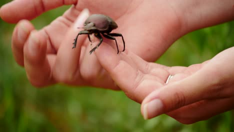 slow motion: close up large copper dung beetle in walking on womans hands, stops to groom antennae, continues walking