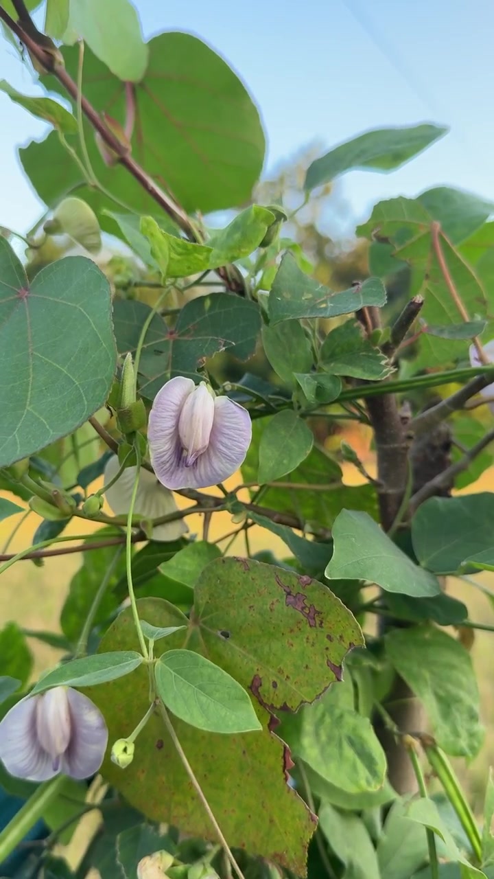 Primo piano di delicati fiori viola su un rampicante