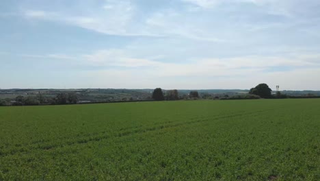 Grantham-Town-Lincolnshire-UK-East-Midlands-crop-fields-view-in-the-distance-of-the-town-Summer-day-wind-blowing-grass-and-trees-and-crops-high-view-point-houses-in-view-and-st-wulfram's-church