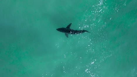 el gran tiburón blanco nada con calma en aguas oceánicas verdes y claras, vista aérea desde arriba.