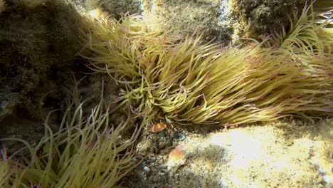 Mittelmeerschlangenanemone,-Anemonia-Sulcata-Im-Gesprenkelten-Sonnenlicht-Im-Seichten-Wasser-In-Ufernähe