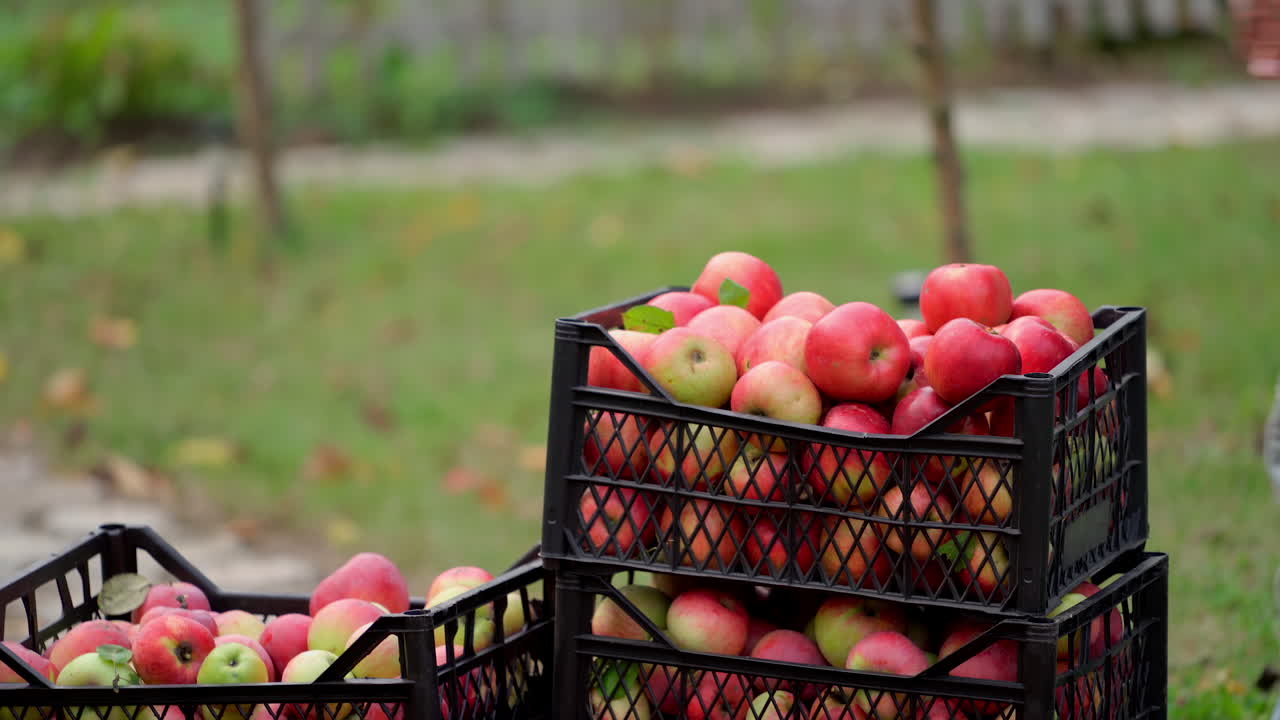 Apples in boxes stand in garden. Red and juicy fruit picked from trees. Farm orchard. Autumn sunny day. Agriculture.