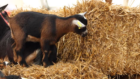 slow motion shot of cute brown baby goat in stable eating fresh straw,close up shot