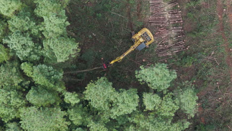 el árbol cae en cámara lenta y el cortador de racimos de cosecha tira para desmembrarlo y apilarlo