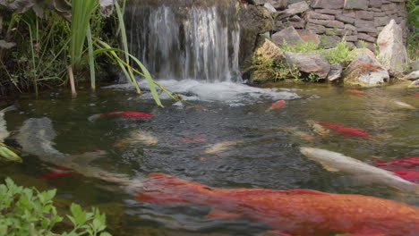 koi fish in a pond with waterfall