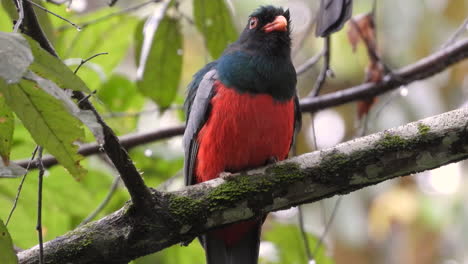 Trogon-Mit-Rotbäuchigen-Federn,-Die-Auf-Einem-Ast-Sitzen,-Schüttelt-Regentropfen-Ab