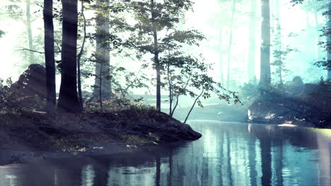 pond-swamp-with-unique-atmosphere-and-fog-beneath-the-trees