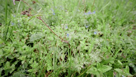 Veronica-blue-flowers-in-a-meadow-above-the-ground