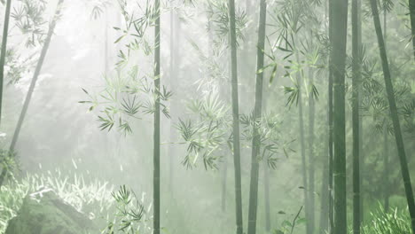 lush bamboo forest enveloped in mist during early morning glow