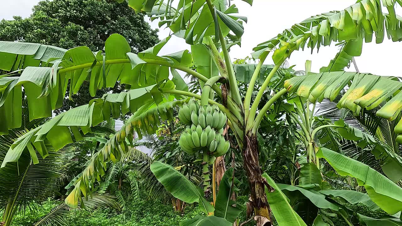 열대 환경 에서 울창 한 바나나 나무