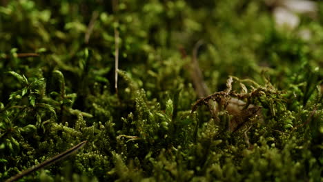 the green grass and vegetation are captured up close, revealing intricate details and textures of the lush plant life